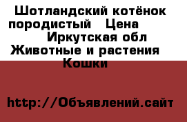 Шотландский котёнок породистый › Цена ­ 12 000 - Иркутская обл. Животные и растения » Кошки   